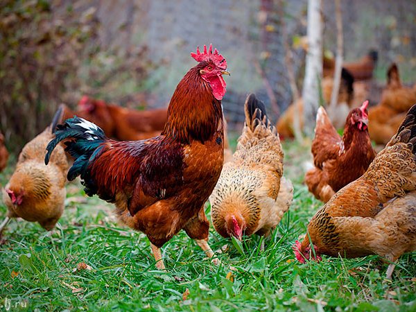 Породы куриц | ЗооТом - продажа, вязка и услуги для животных в Мензелинске