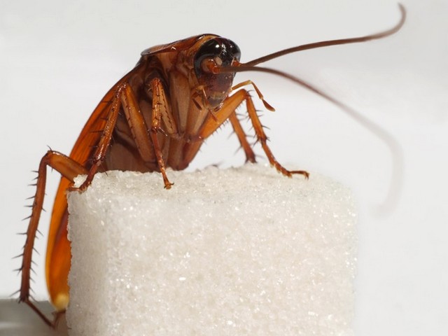 Все о тараканах в Мензелинске | ЗооТом портал о животных