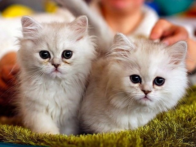 Породы кошек в Мензелинске | ЗооТом портал о животных
