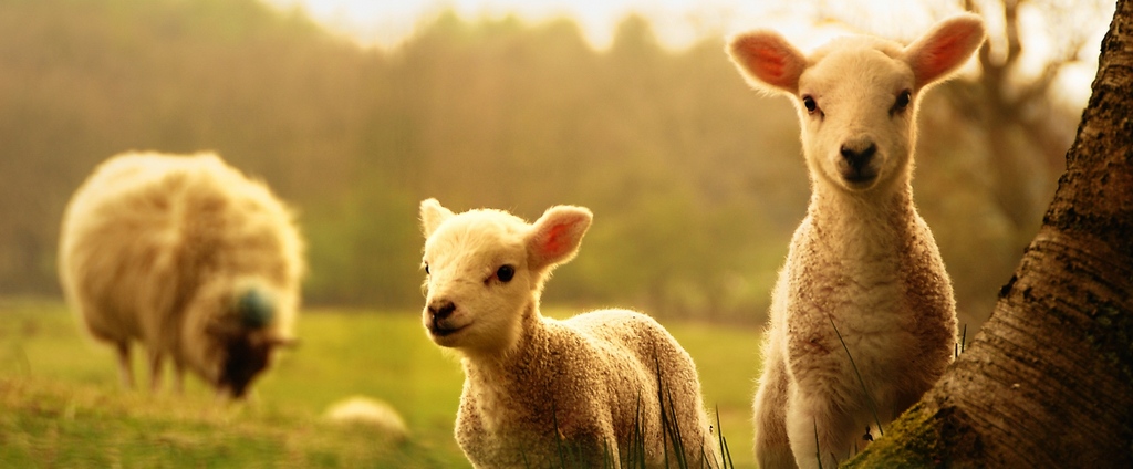 Объявления о сельскохозяйственных животных | ЗооТом - продажа, вязка и услуги для животных в Мензелинске