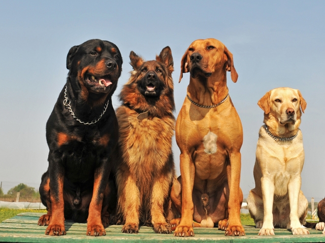 Крупные породы собак в Мензелинске | ЗооТом портал о животных